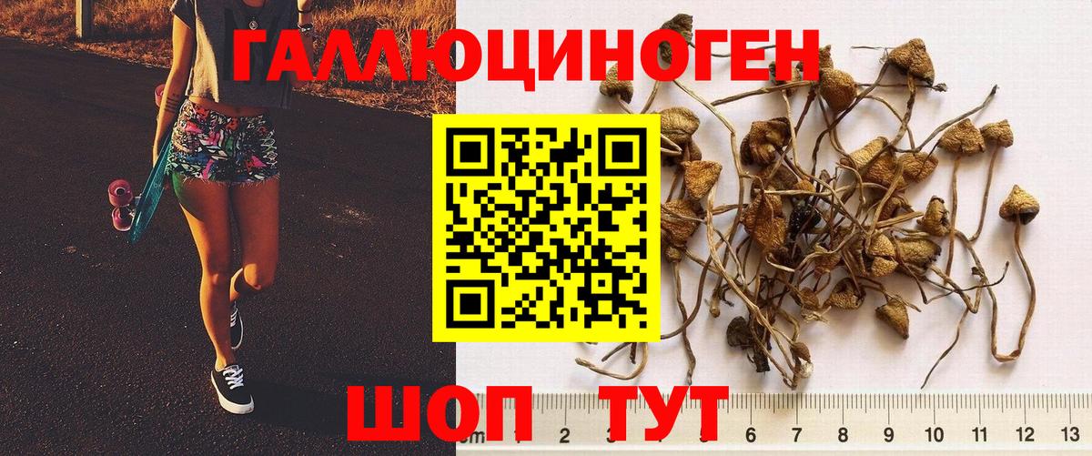 Галлюциногенные грибы Psilocybine cubensis Похвистнево
